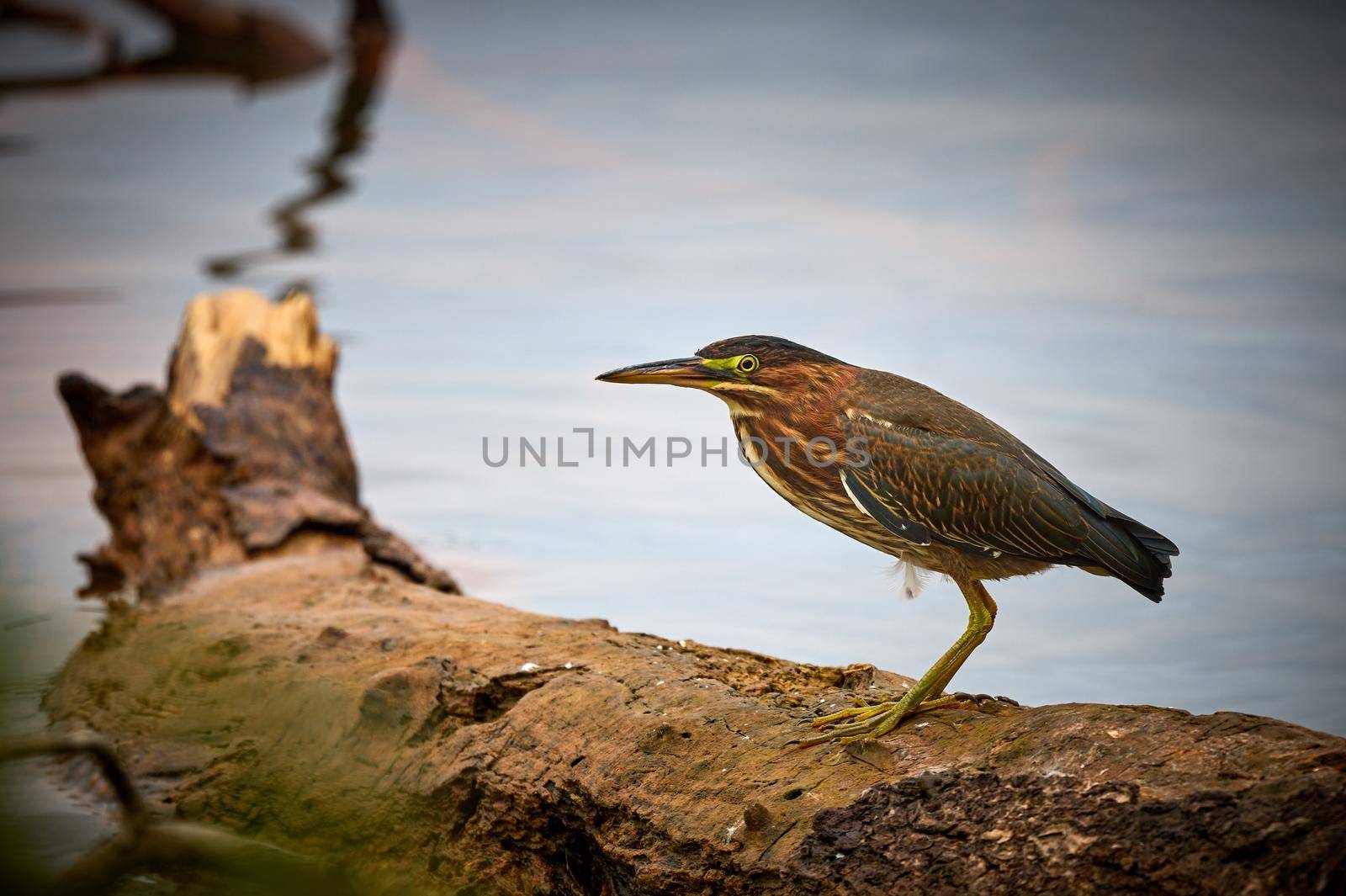 Green Heron (Butorides virescens) stand on submerged log at Lake Chatuge, NC. by patrickstock