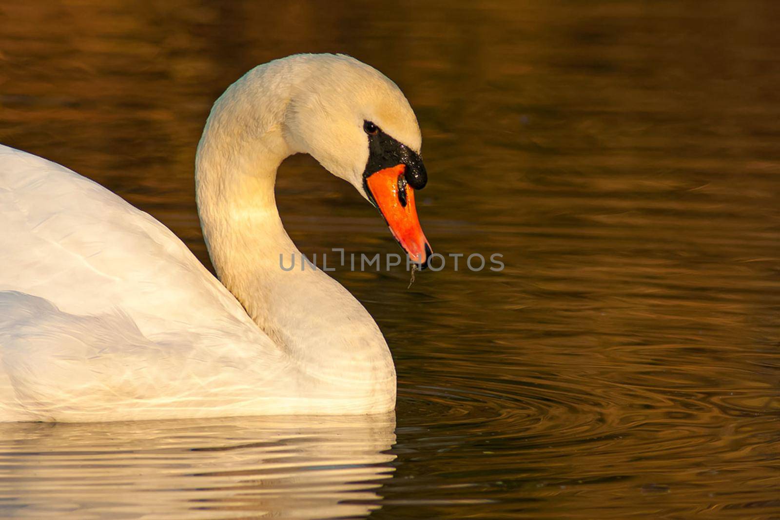 beautiful swan on blue lake water in sunny day during summer, swans on pond, nature series in Birmingham UK