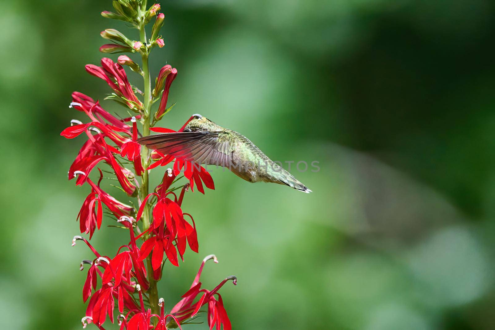 Ruby-throated Hummingbird (rchilochus colubris) in flight feeding on a cardinal flower (Lobelia cardinalis). by patrickstock