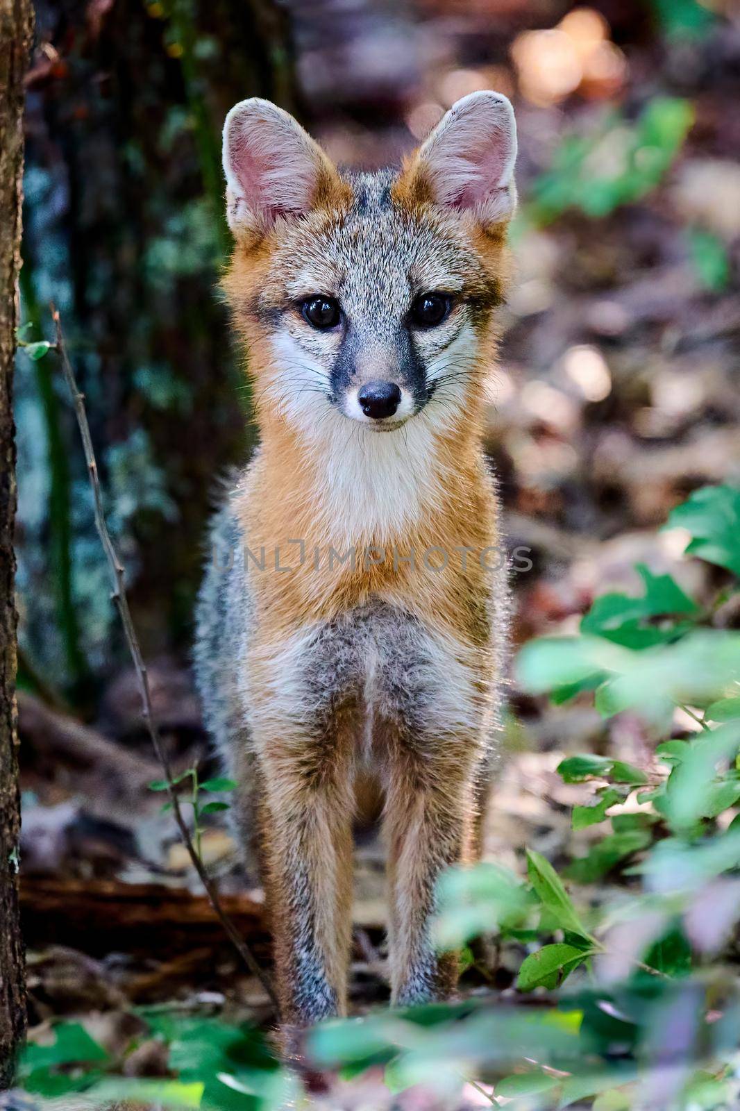 Juvenile Gray Fox Kit (Urocyon cinereoargenteus) in a forest staring at the camera.