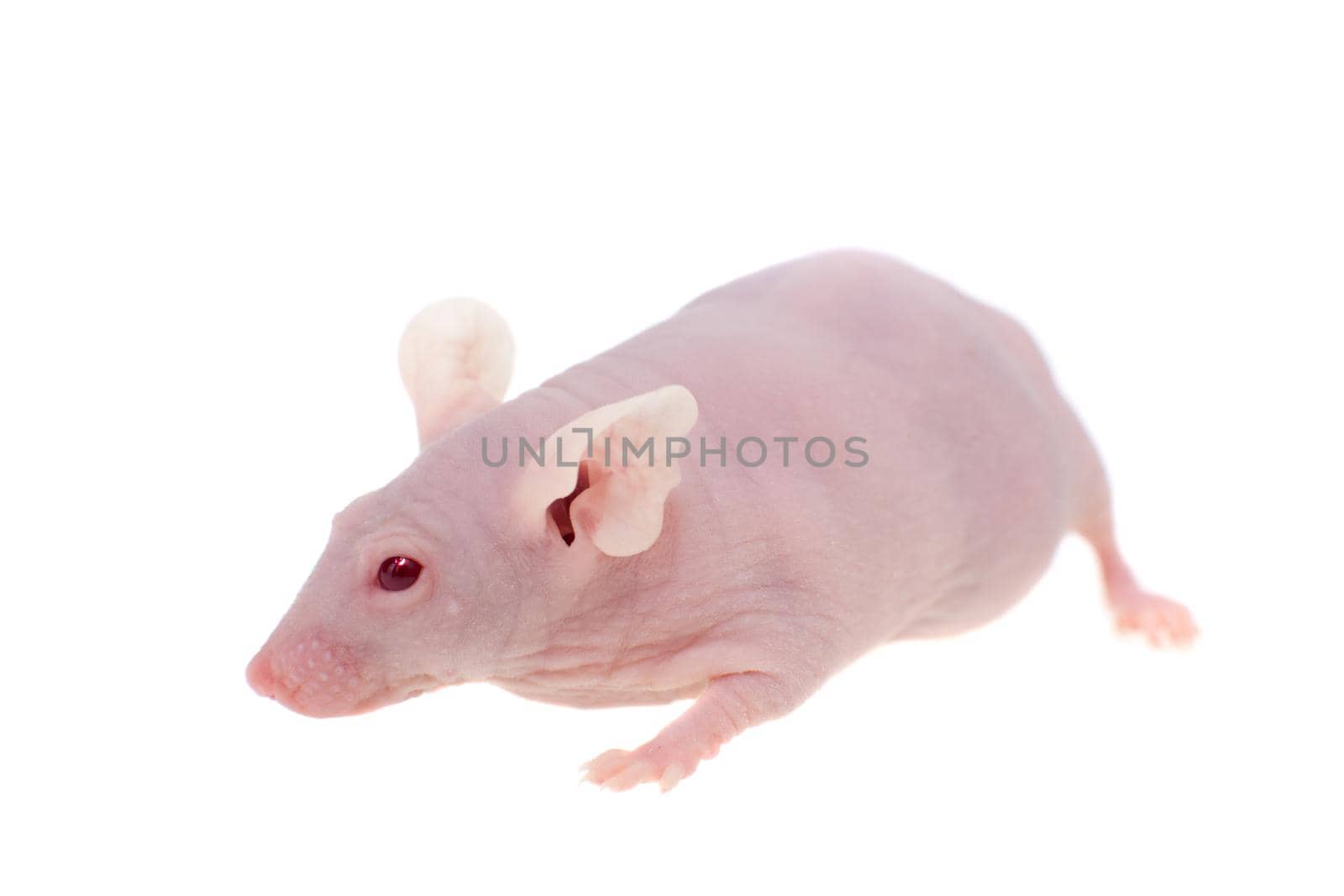 Hairless albino mouse, Mus musculus, isolated on white by RosaJay