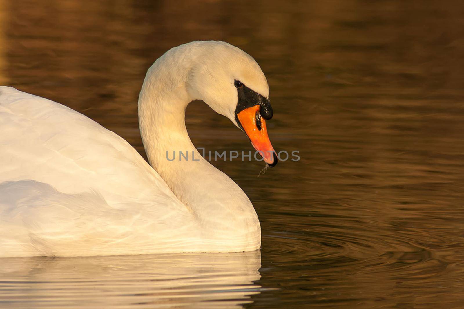 beautiful swan on blue lake water in sunny day during summer, swans on pond, nature series in Birmingham UK