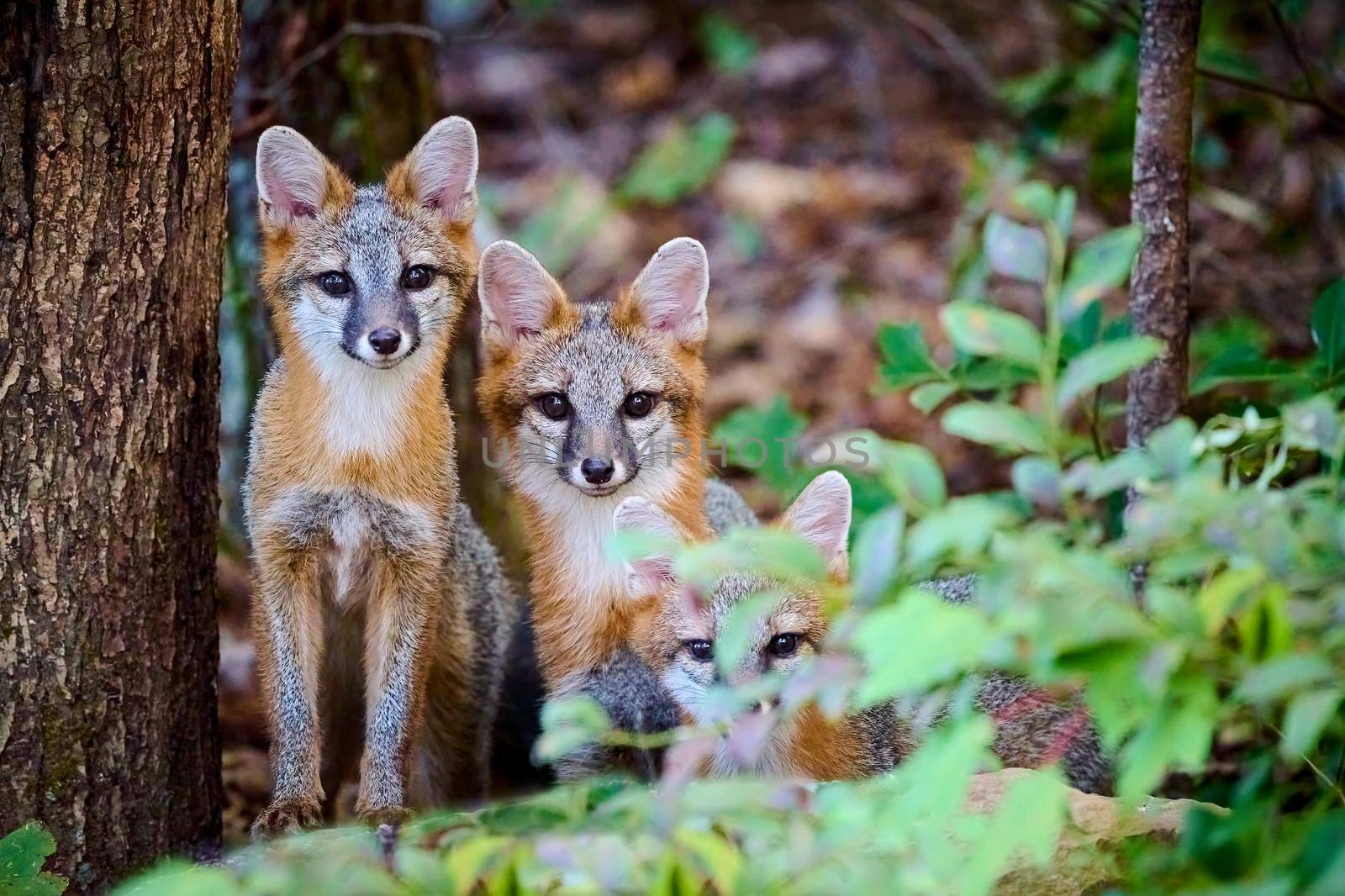 Three Juvenile Gray Fox Kits (Urocyon cinereoargenteus) in a for by patrickstock