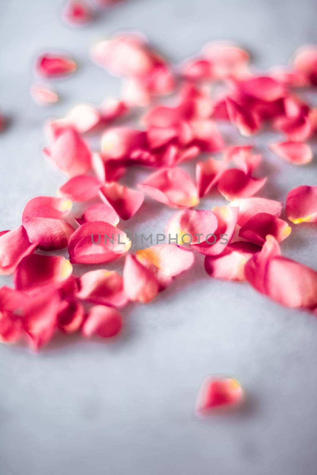 Rose petals on marble stone, floral background by Anneleven