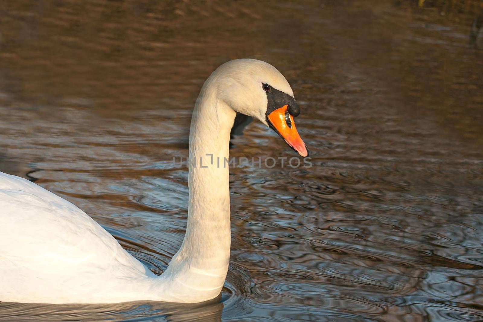 beautiful swan on blue lake water in sunny day during summer, swans on pond, nature series by antoksena