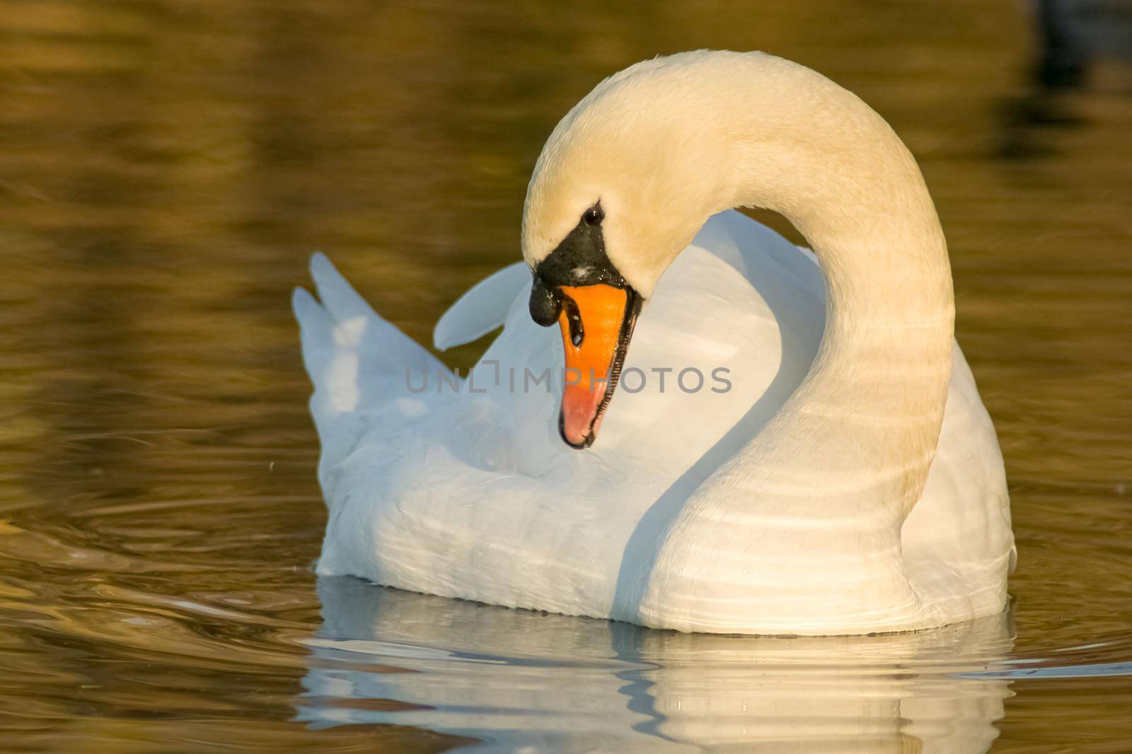 beautiful swan on blue lake water in sunny day during summer, swans on pond, nature series in Birmingham UK