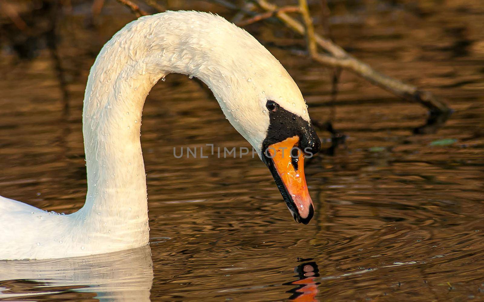 beautiful swan on blue lake water in sunny day during summer, swans on pond, nature series by antoksena