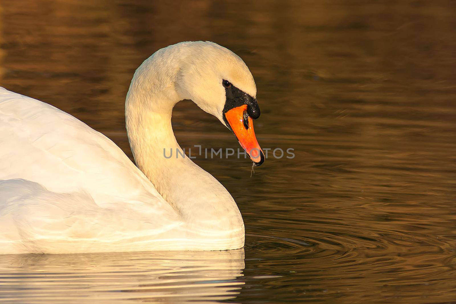 beautiful swan on blue lake water in sunny day during summer, swans on pond, nature series by antoksena