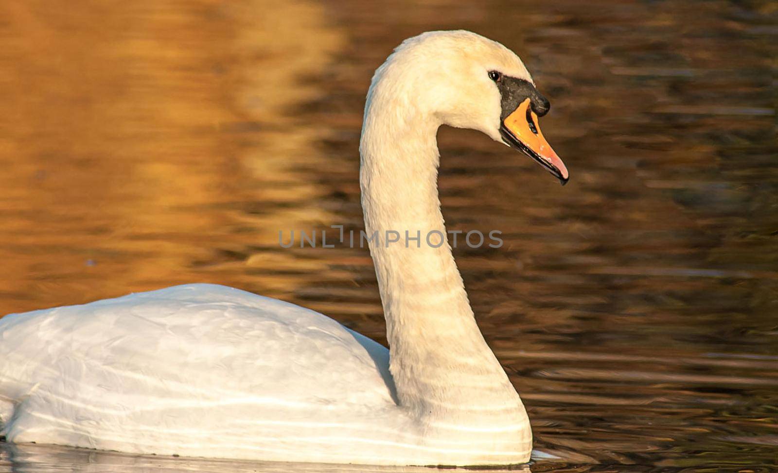 beautiful swan on blue lake water in sunny day during summer, swans on pond, nature series in Birmingham UK