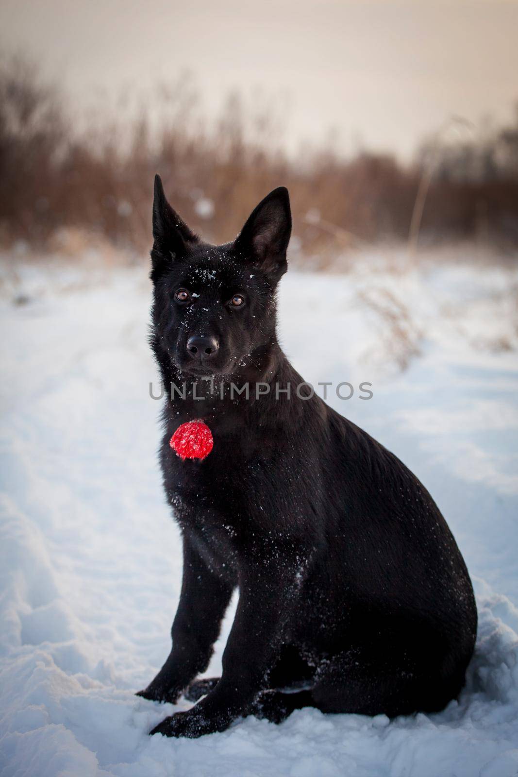 5 month old east-european shepherd dog in the field