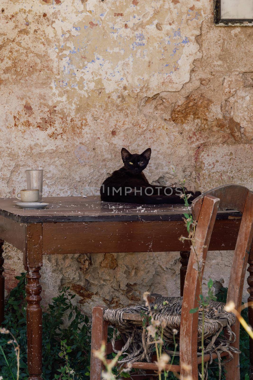 Day view of a black cat resting on a wooden table against a decayed wall.