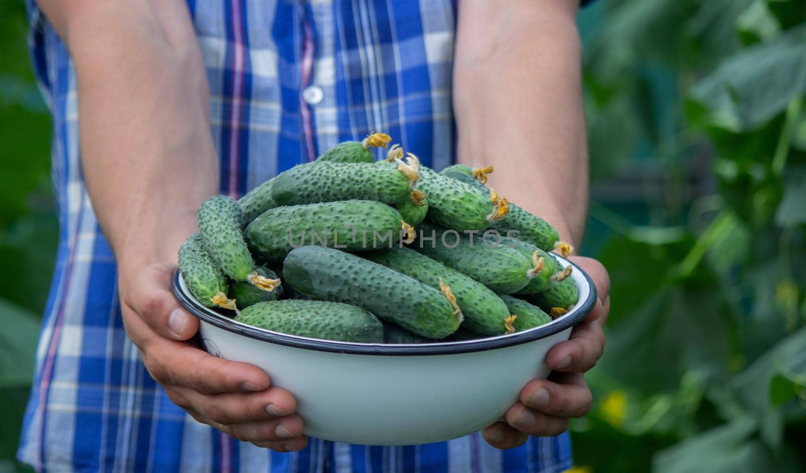 the farmer holds a bowl of freshly picked cucumbers in his hands. selective focus