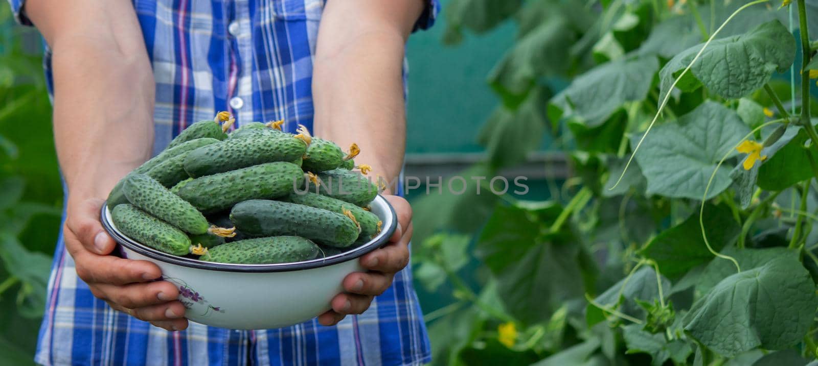 the farmer holds a bowl of freshly picked cucumbers in his hands. selective focus
