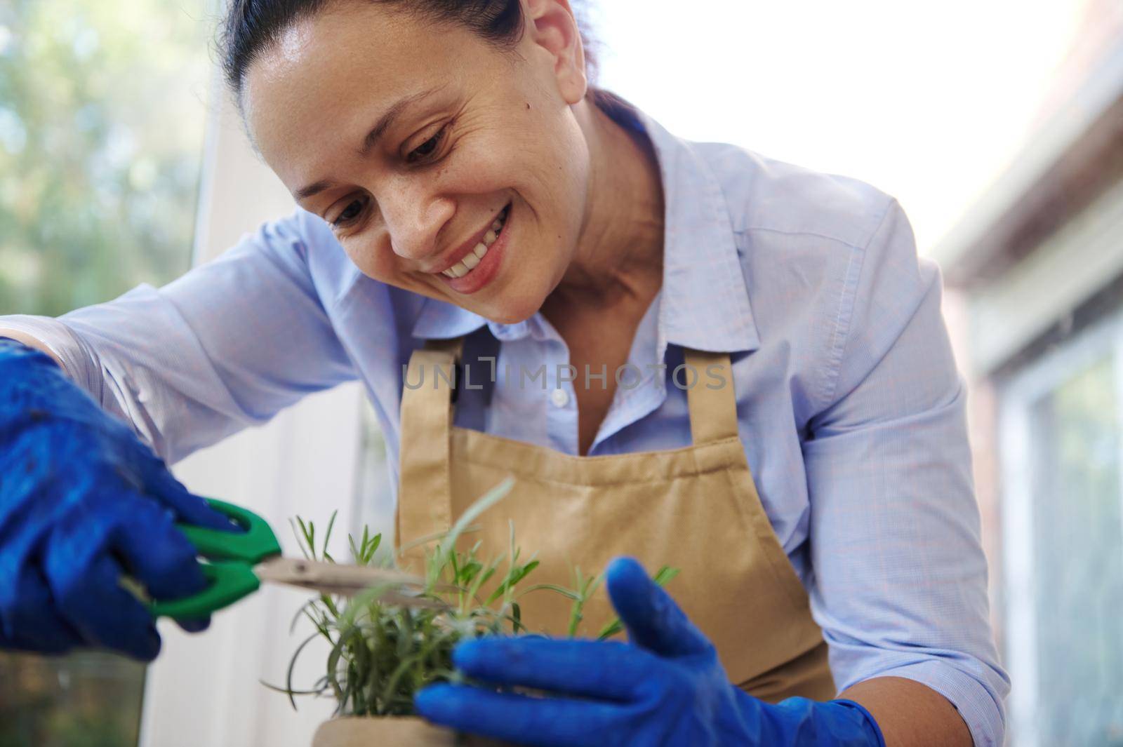 Close-up charming multiethnic housewife woman, florist gardener in beige apron and blue rubber gloves, using pruning scissors, cutting rosemary sprigs growing in pot for reproduction and germination