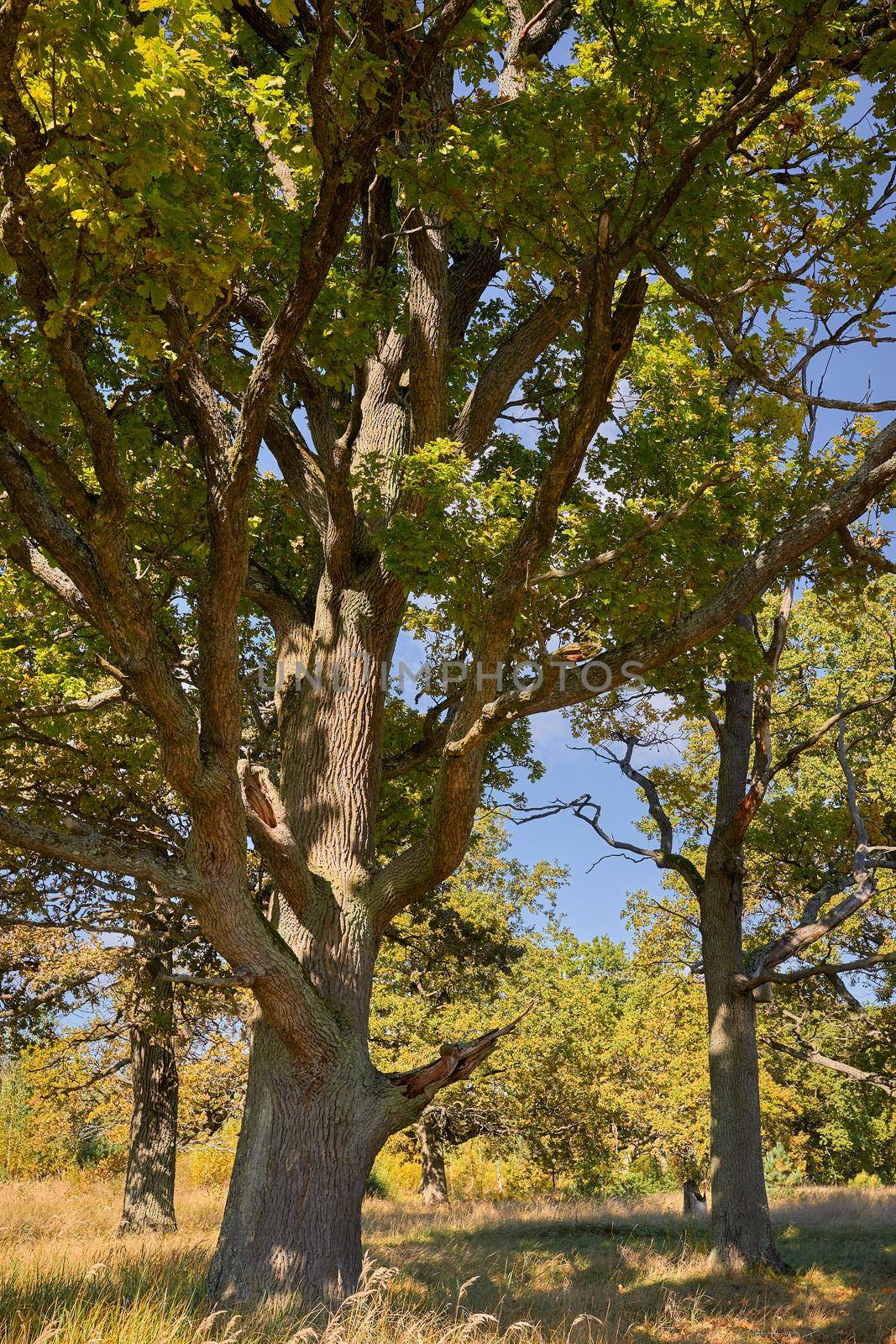 View of green big trees in oak forest on a sunny summer day, nature concept background.