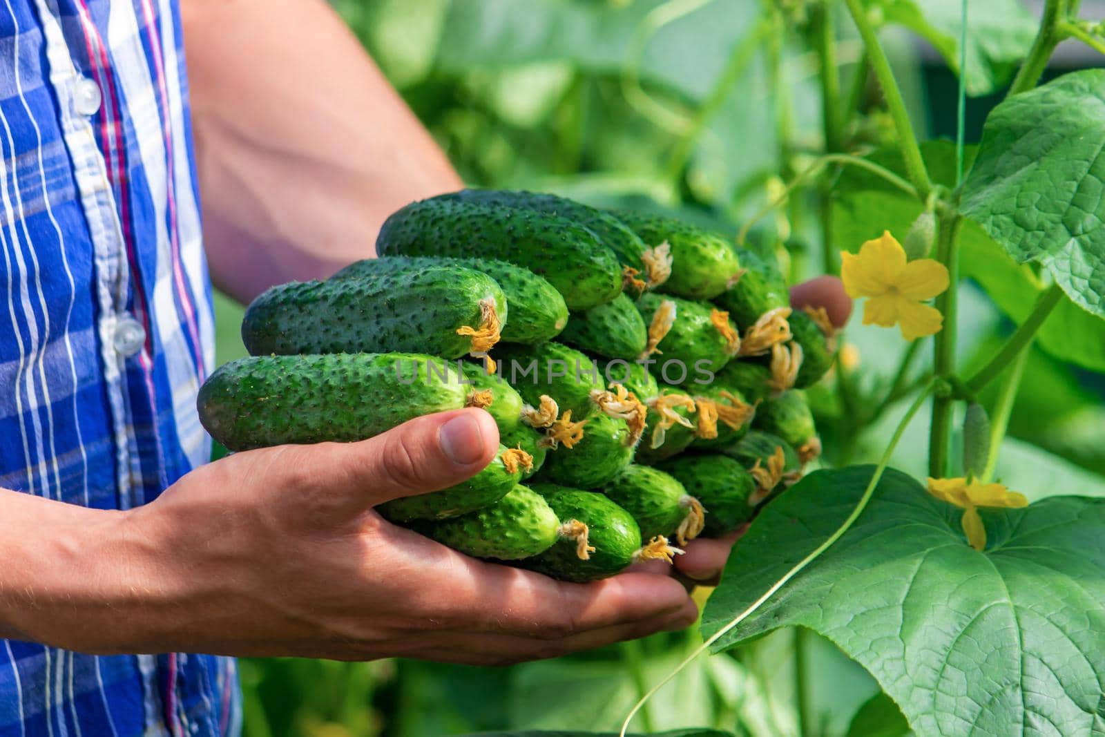 Freshly picked cucumbers in the hands of a farmer. selective focus