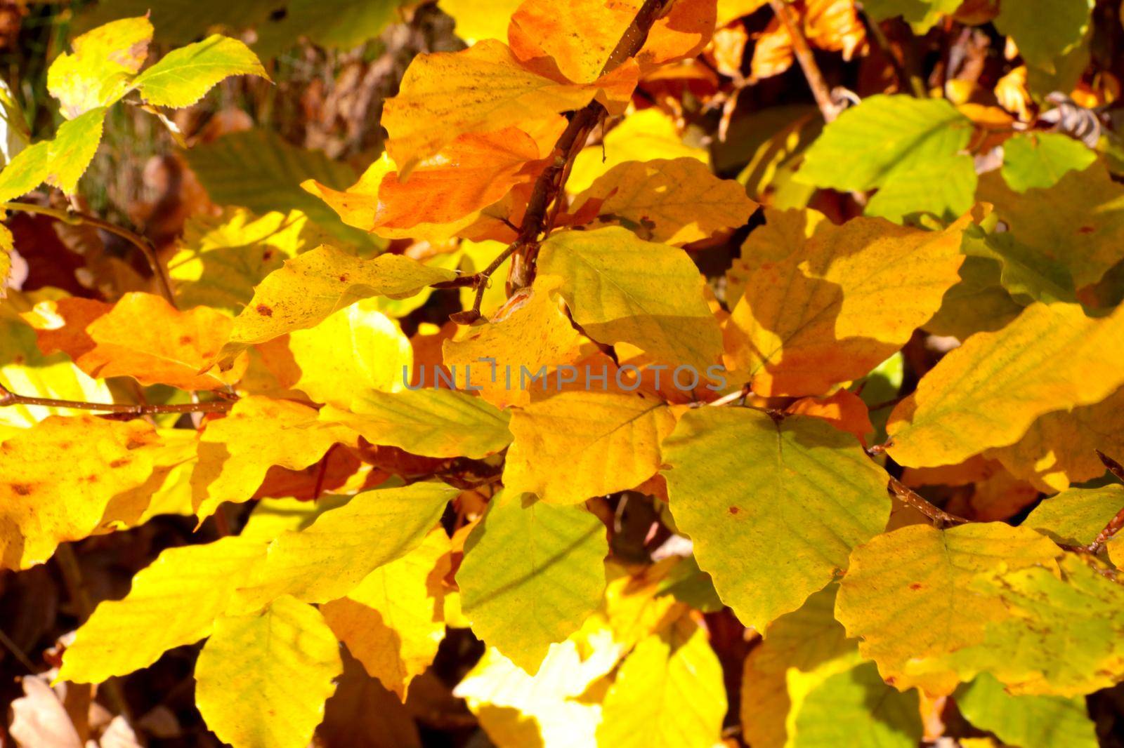 Bright yellow leaves grow on a tree in the forest in autumn