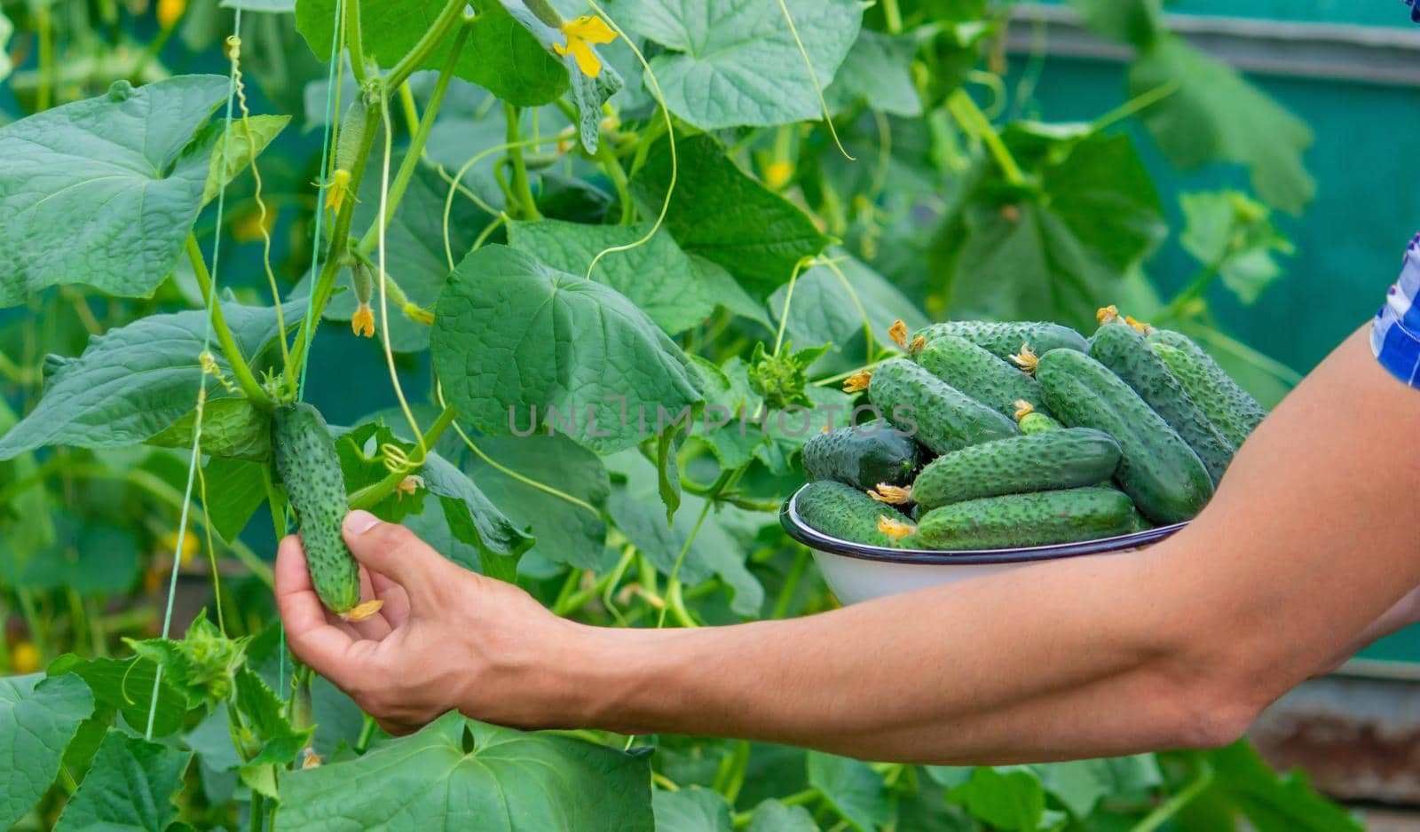 the farmer holds a bowl of freshly picked cucumbers in his hands. selective focus