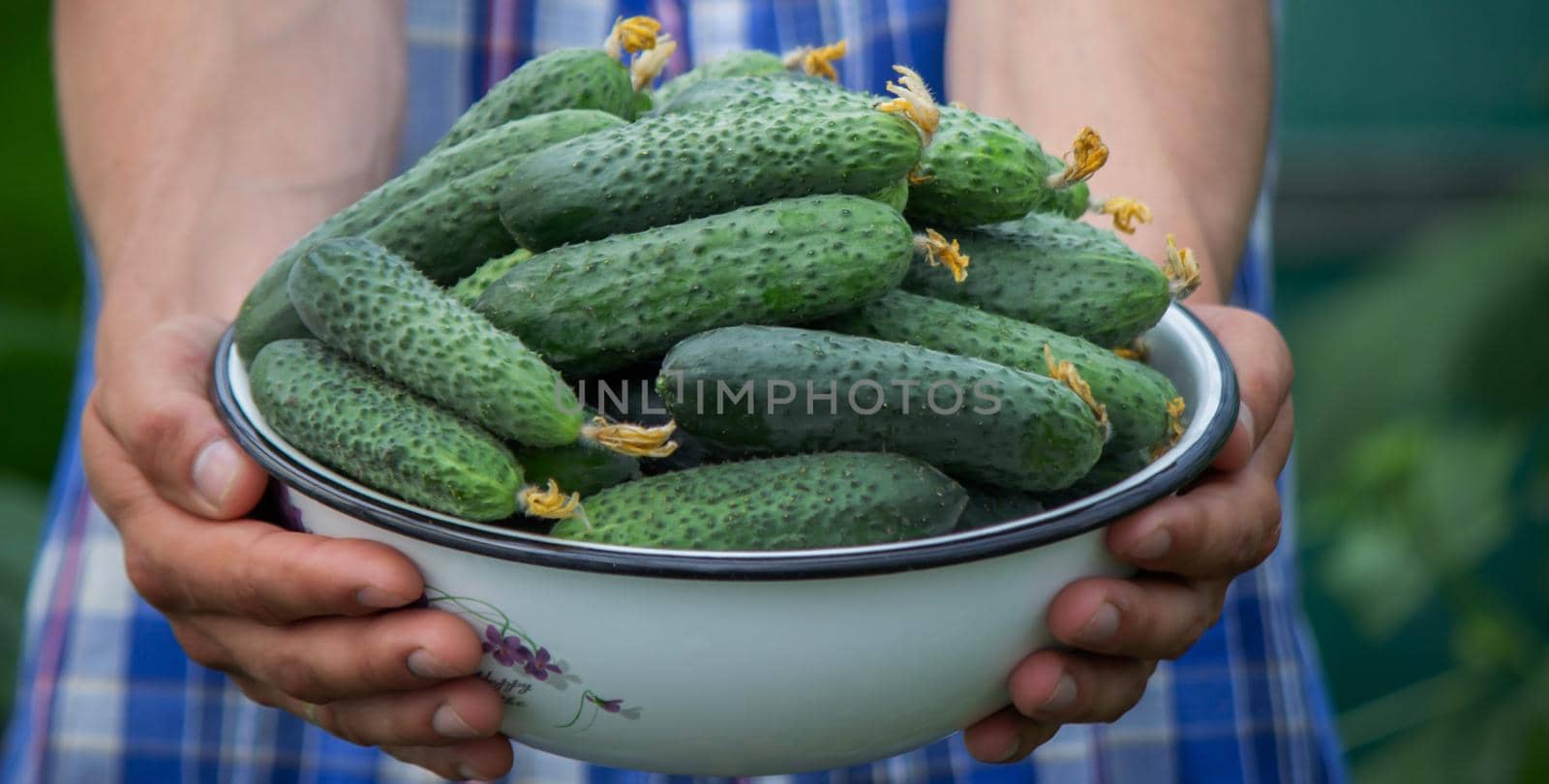 the farmer holds a bowl of freshly picked cucumbers in his hands. selective focus