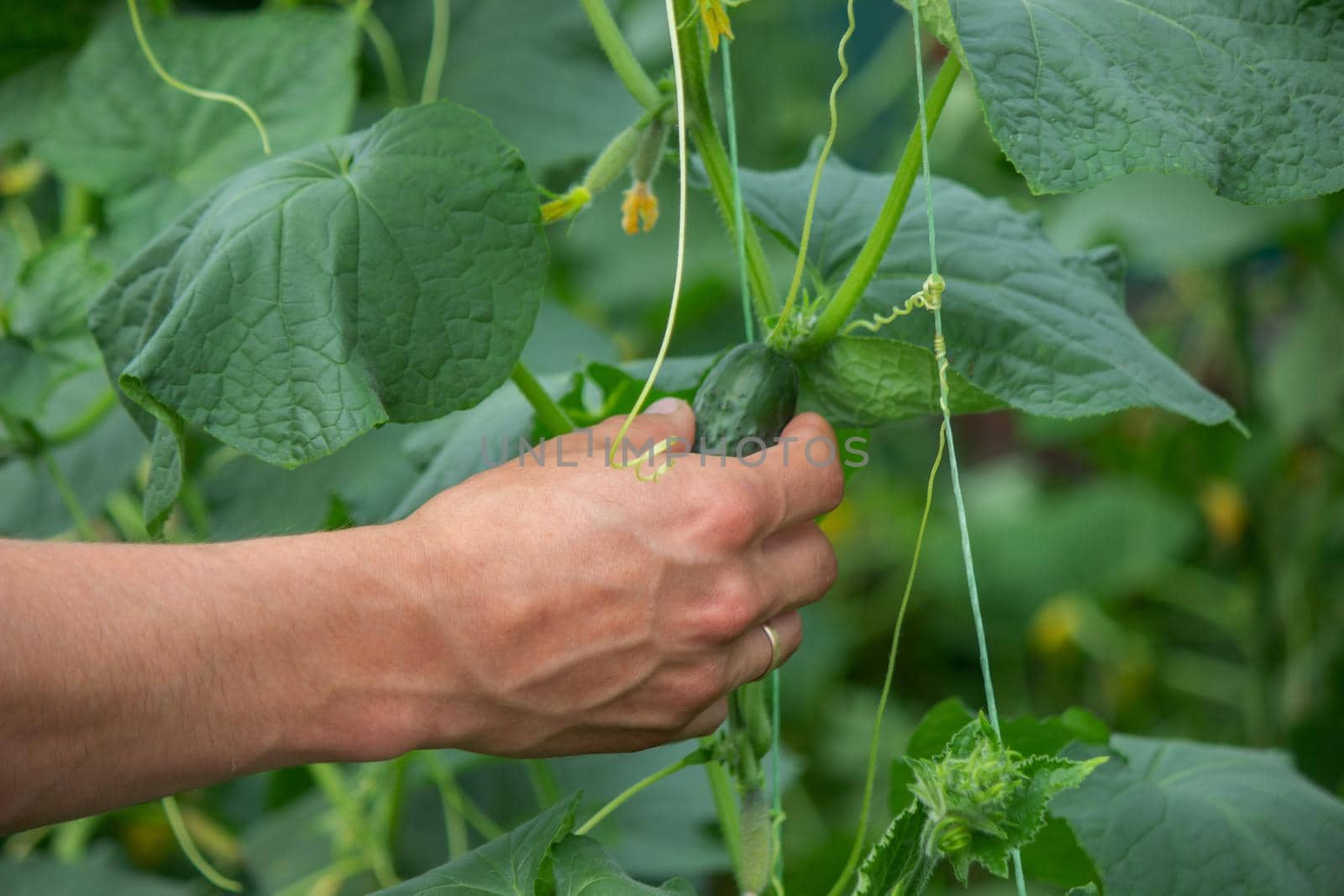 Freshly picked cucumbers in the hands of a farmer. selective focus