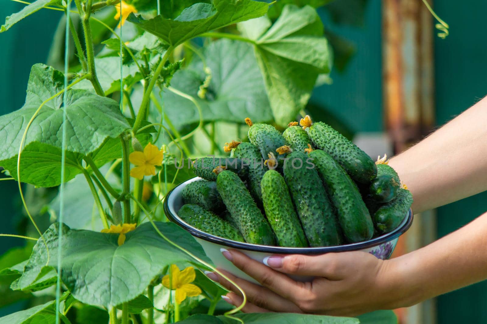 the farmer holds a bowl of freshly picked cucumbers in his hands. selective focus