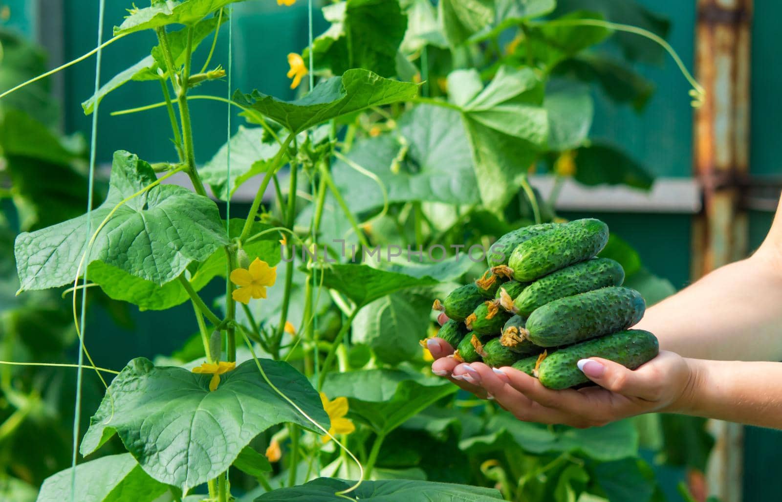 Freshly picked cucumbers in the hands of a farmer. selective focus
