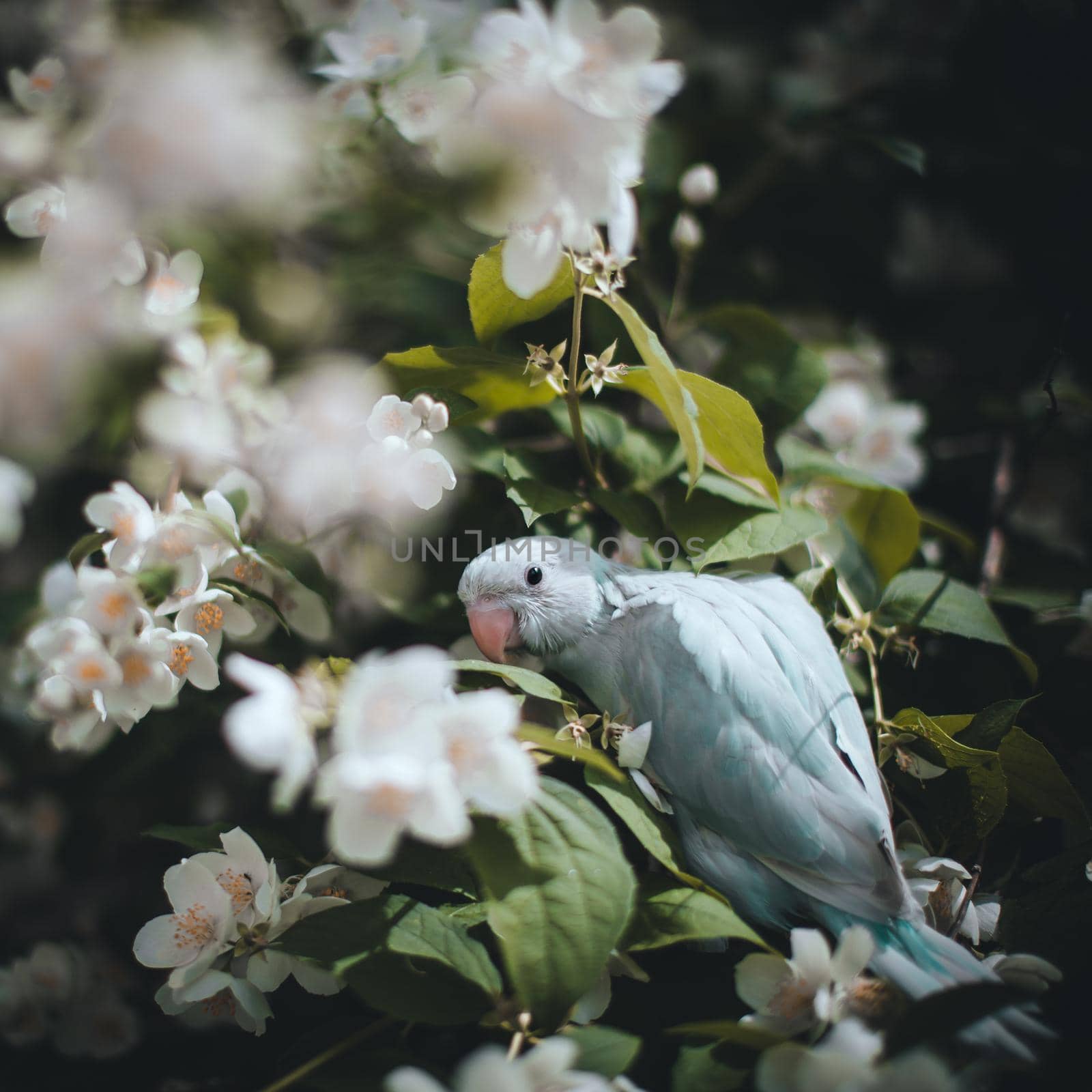 The rose-ringed or ring-necked parakeet, Psittacula krameri, fon the branch in summer garden