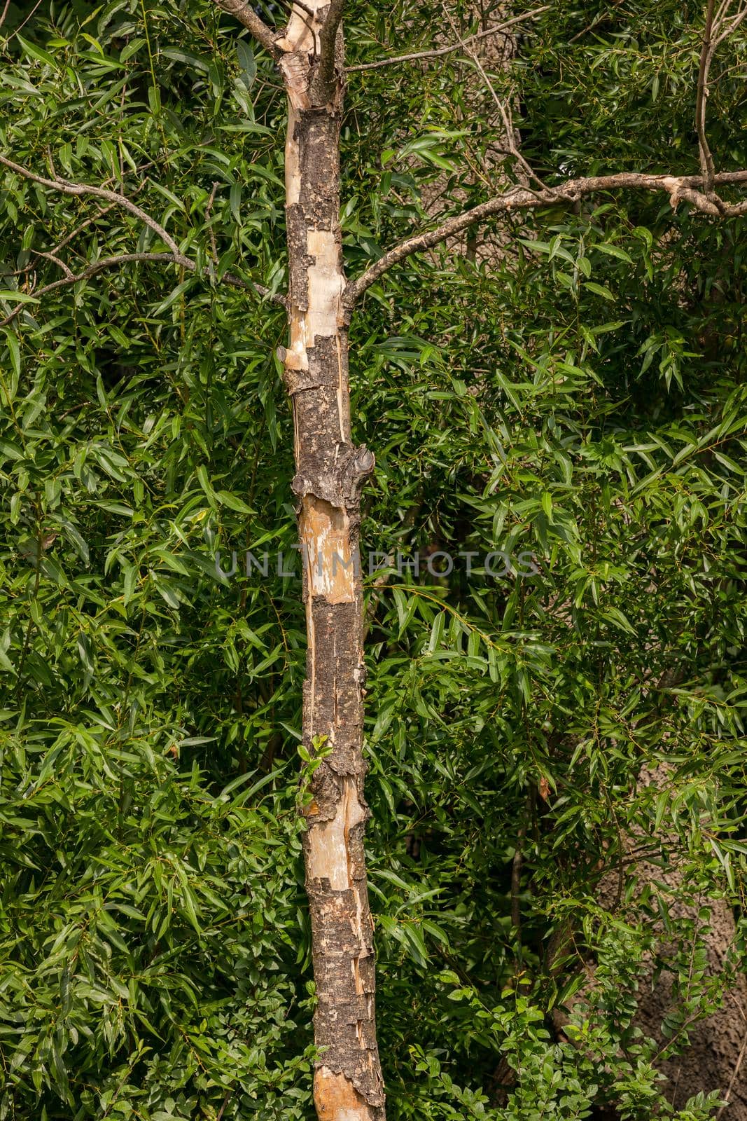 A dead tree loses its bark in front of a green forest