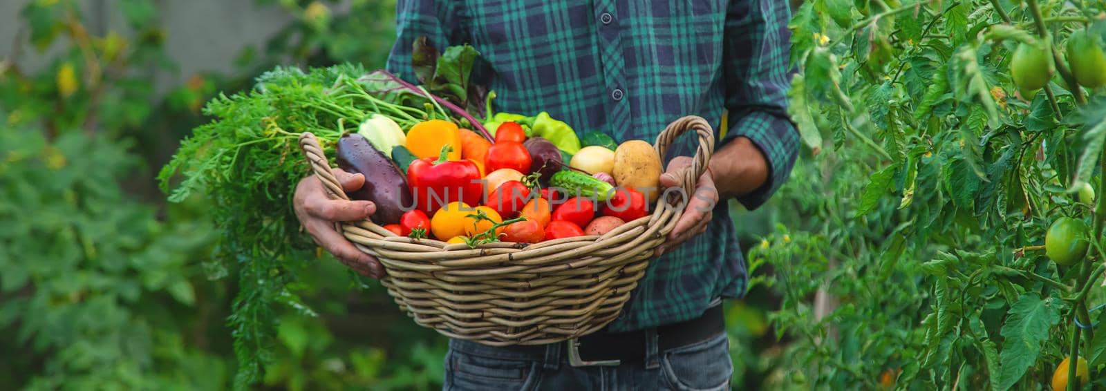 A man with a harvest of vegetables in the garden. Selective focus. by yanadjana
