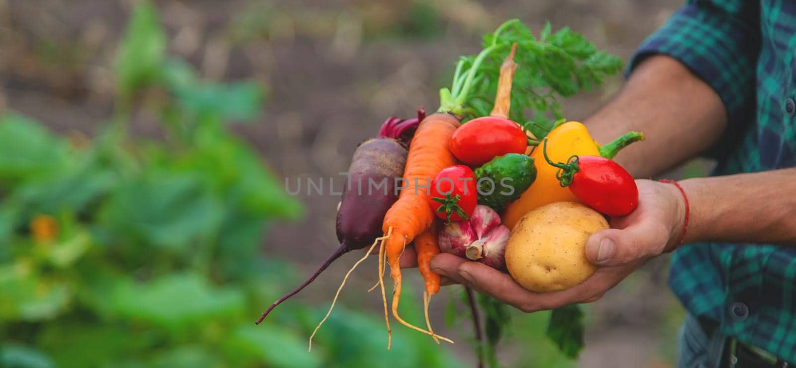 A man with a harvest of vegetables in the garden. Selective focus. Food.