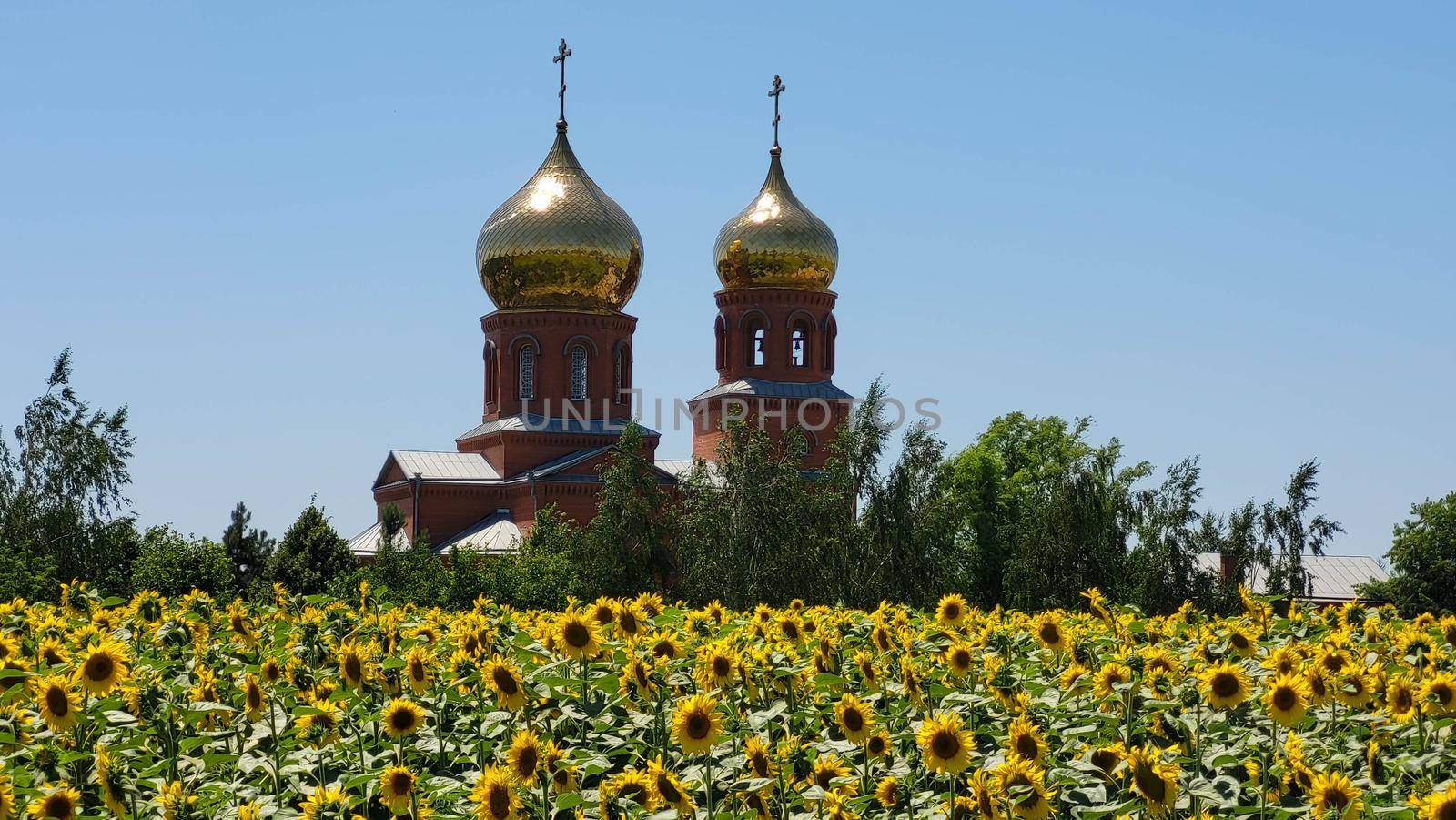 Orthodox church with golden domes in the middle of a field with sunflowers by lapushka62
