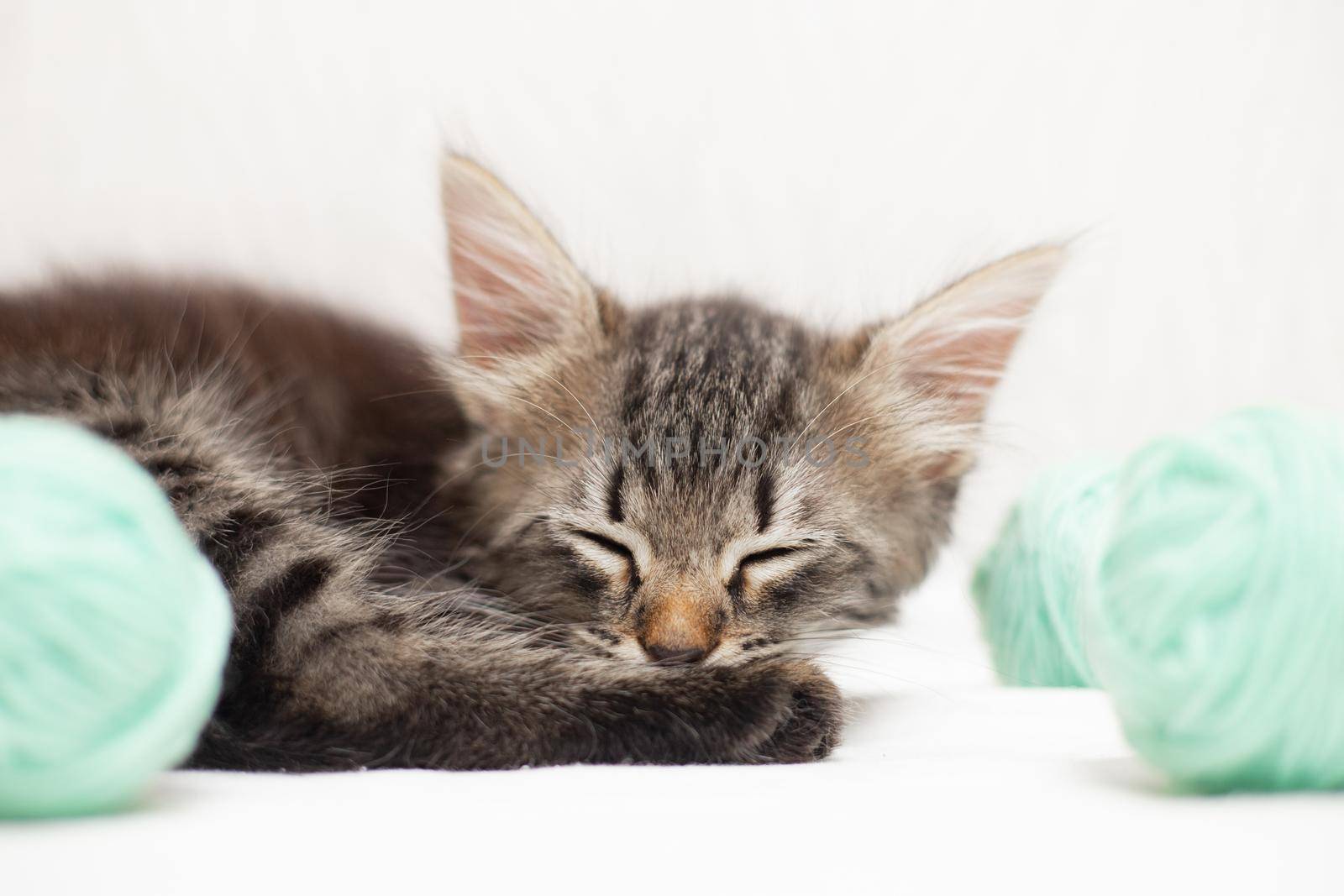 Striped cat with blue balls, skeins of thread on a white bed. An article about kittens. An article about pets. A curious little kitten sleeping over a white blanket