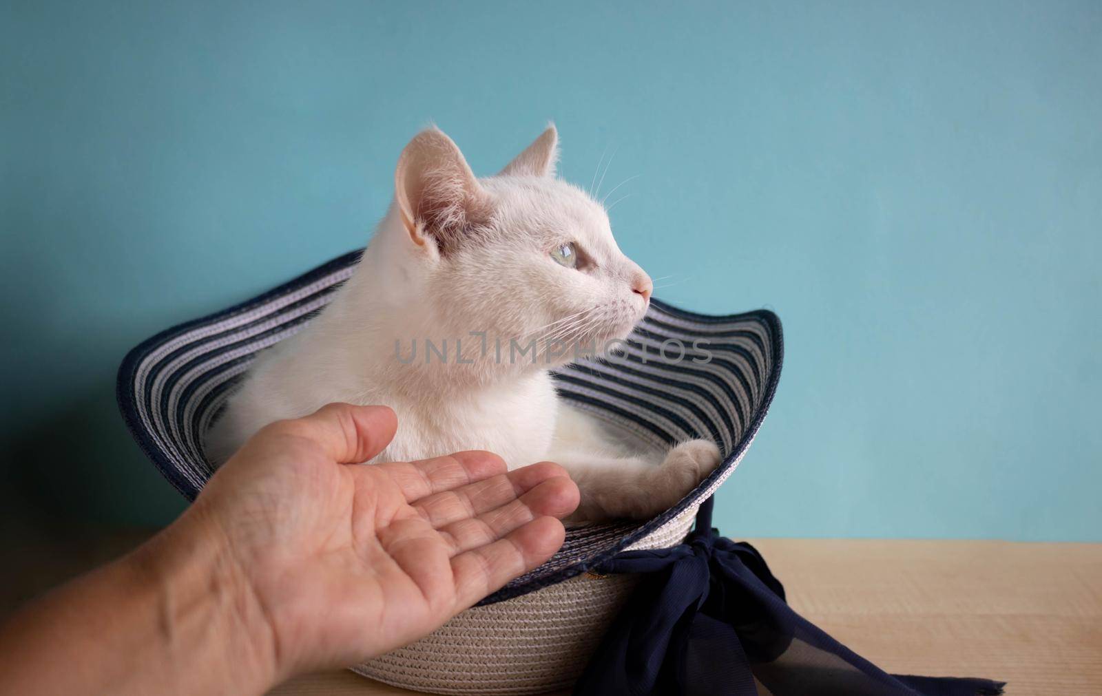 Funny white cat is lying in a woman's hat. The cat has a cute face, she looks forward.
