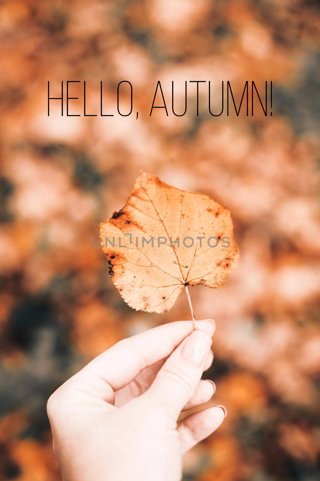 Banner hello autumn . A new season. Welcome card. September, October, November Autumn leaves Nature