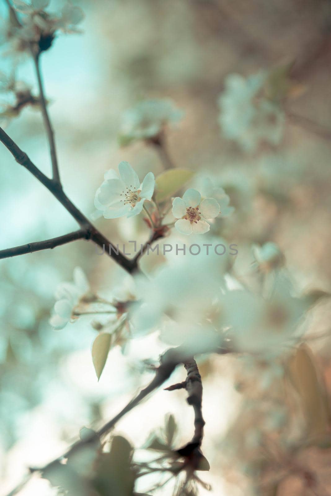 Pink flowers of blooming Apple tree in spring on a Sunny day close-up macro in nature outdoors by Hitachin