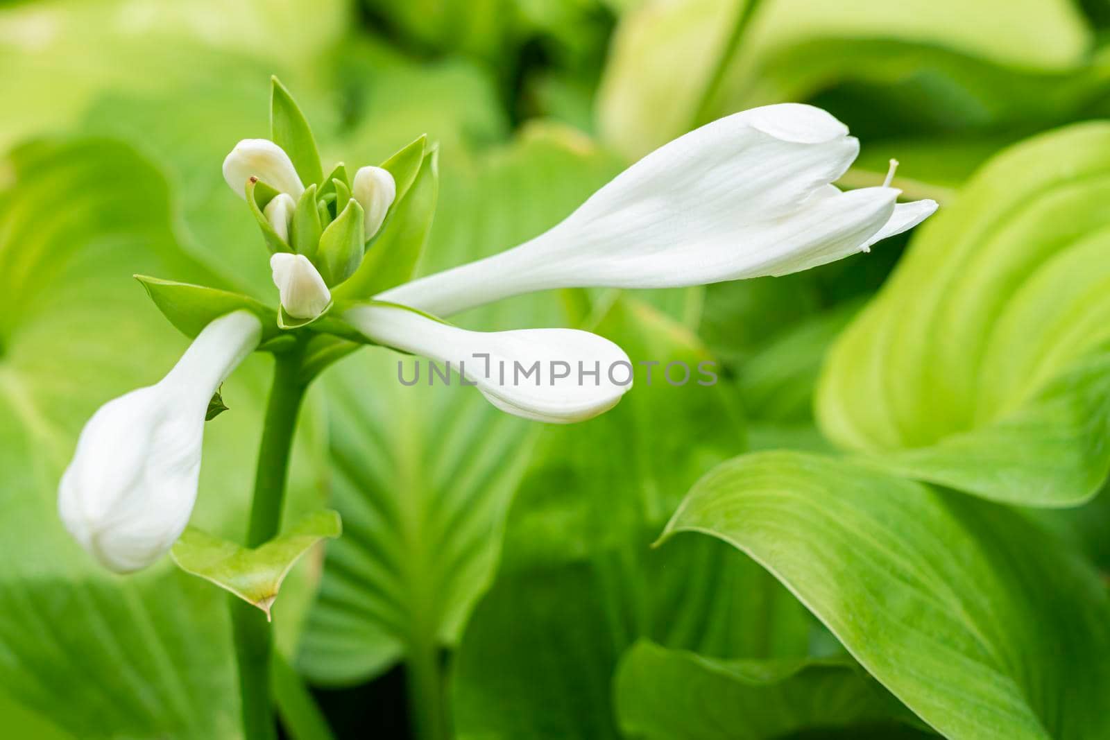 flower buds hosts close-up on a green background. photo