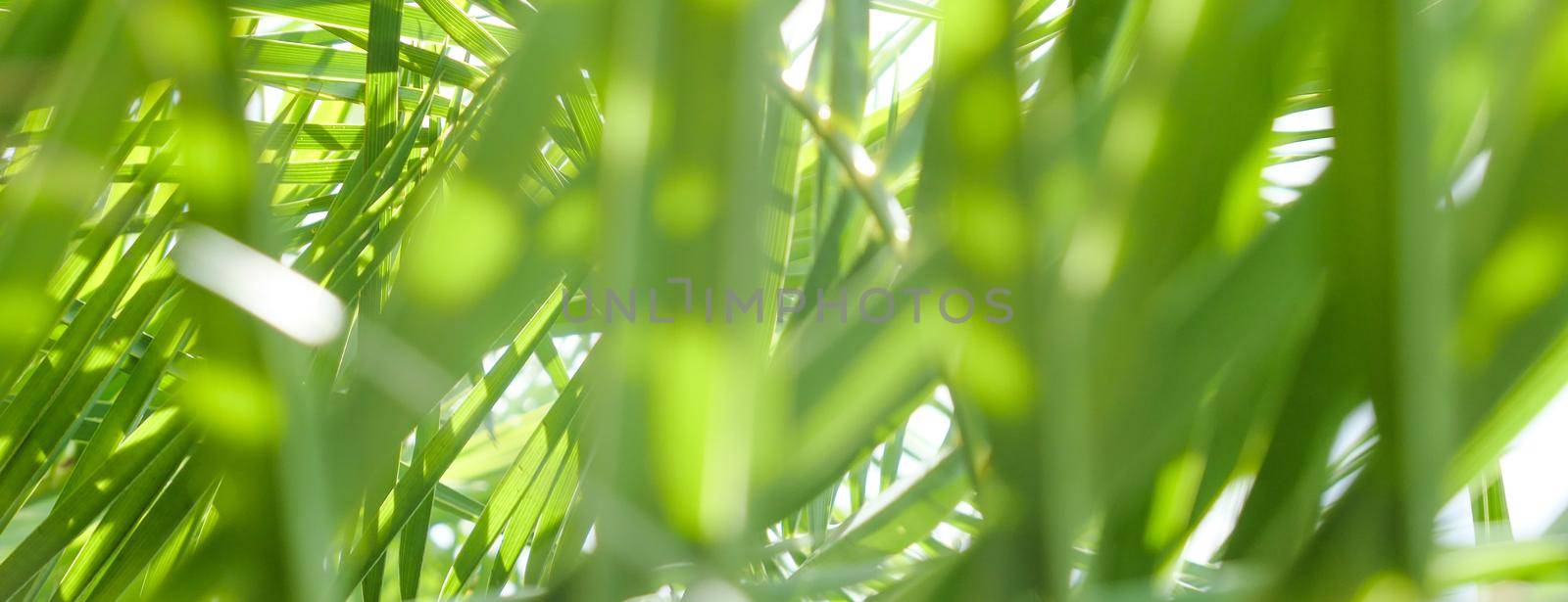 Exotic vacation, botanical background and summer travel concept - Palm leaves in summertime