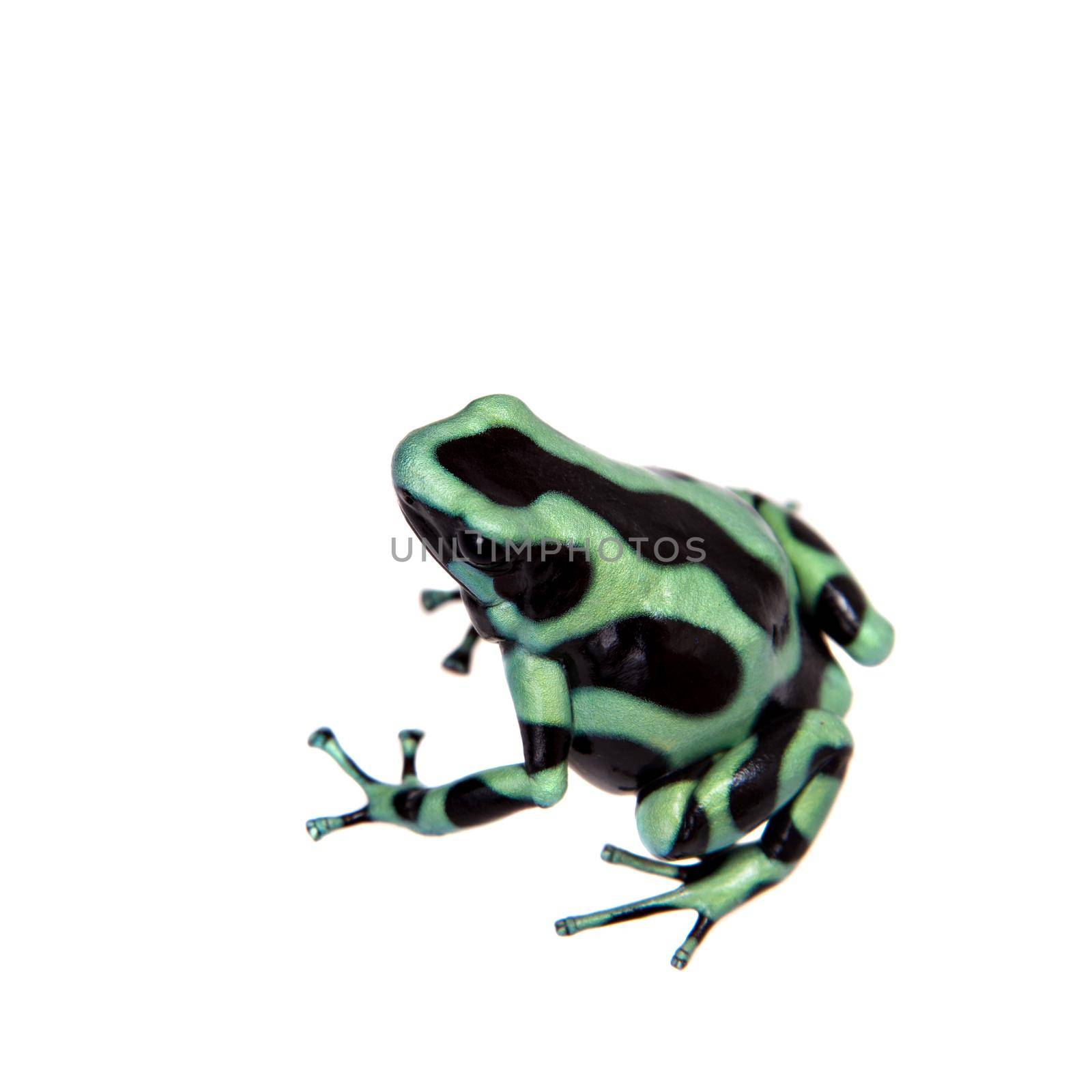 Green-and-Black Poison Dart Frog, Dendrobates auratus on white background.