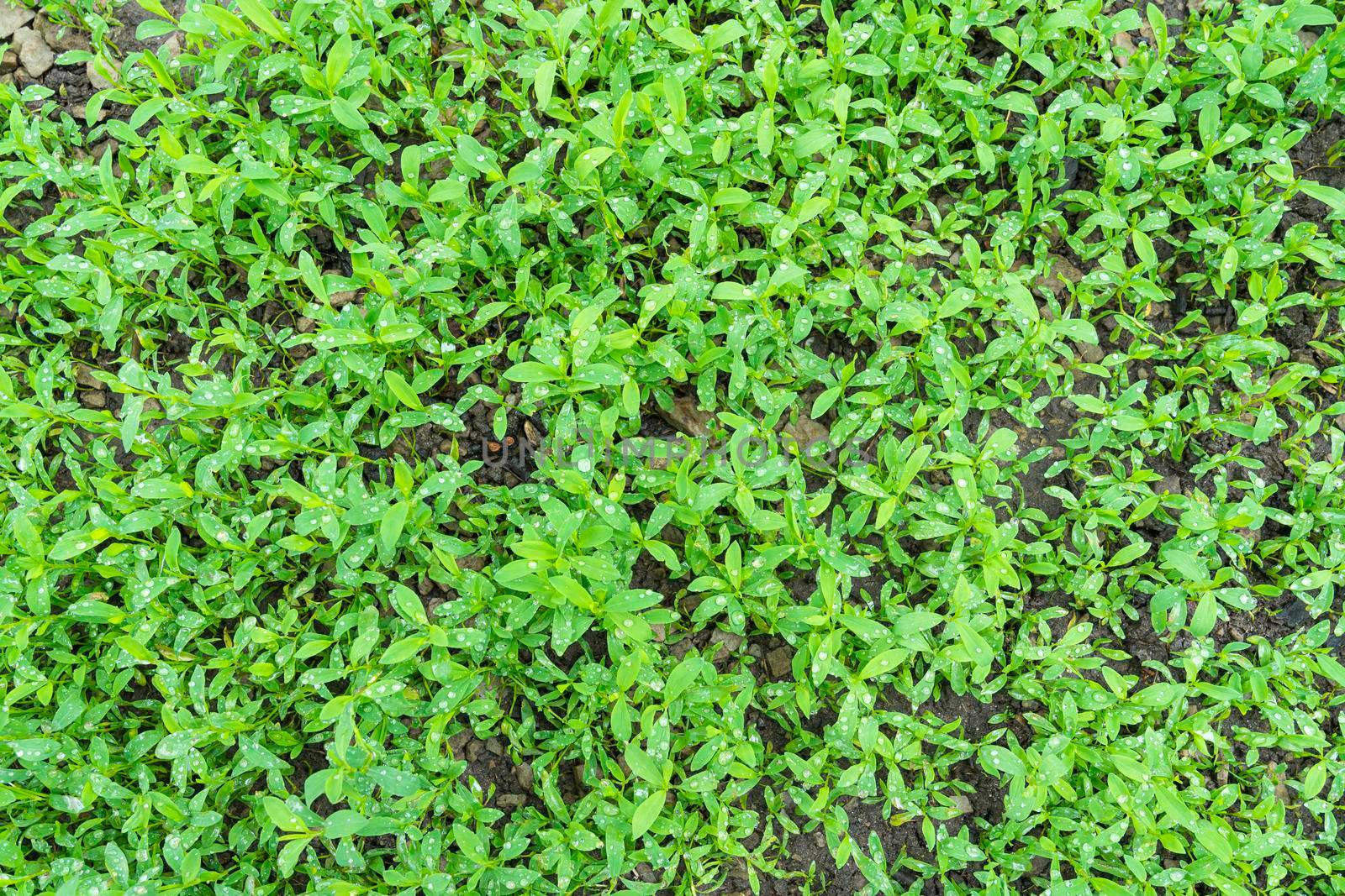 carpet of grass in drops of water. photo