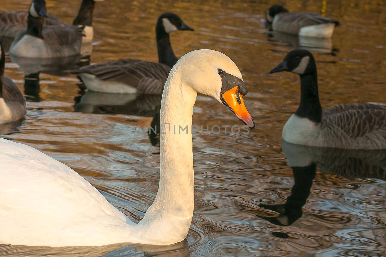 beautiful swan on blue lake water in sunny day during summer, swans on pond, nature series by antoksena