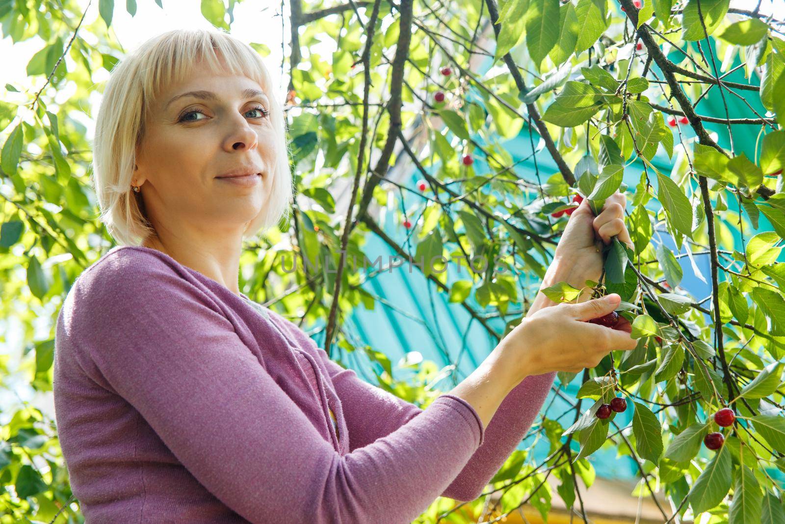 A smiling young woman gathering cherries in the garden
