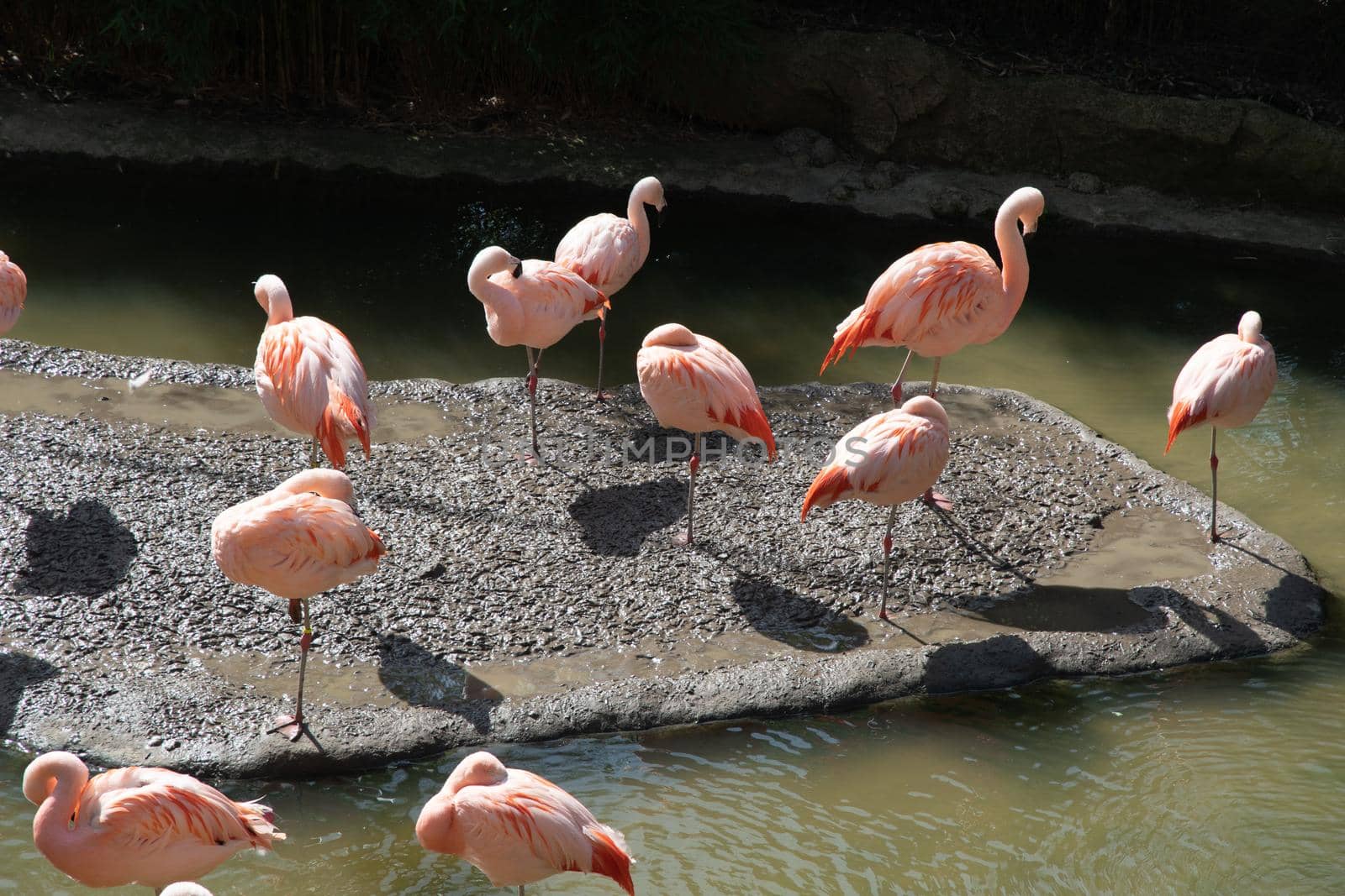 Pink flamingos stand in the water and catch food, beautiful exotic birds ,High quality photo