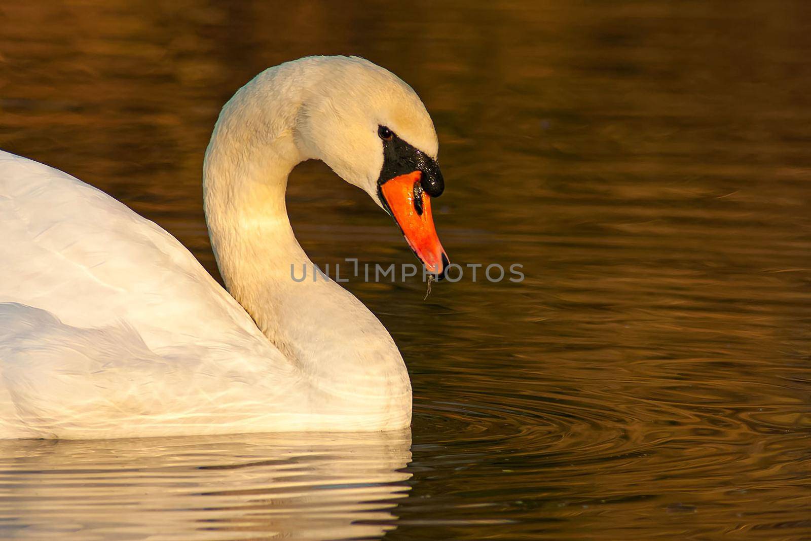 beautiful swan on blue lake water in sunny day during summer, swans on pond, nature series by antoksena