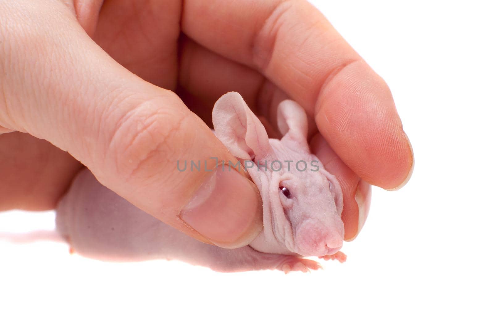 Hairless House mouse, Mus musculus isolated on white background