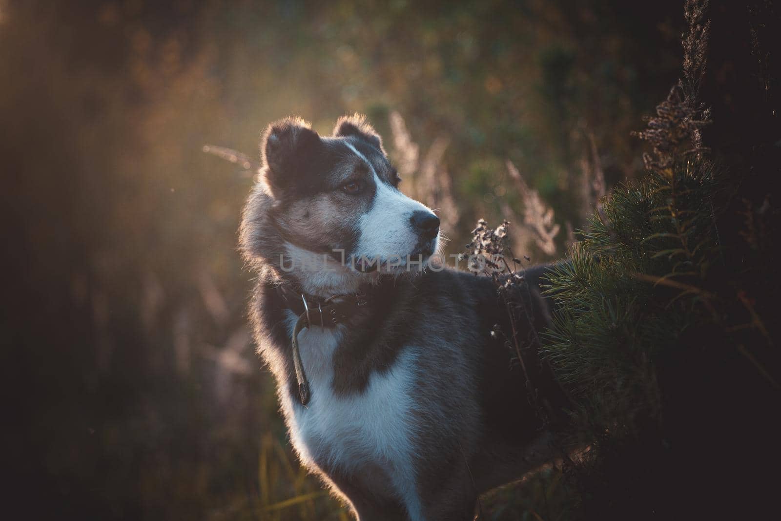 Mixed breed dog portrait in the autumn field