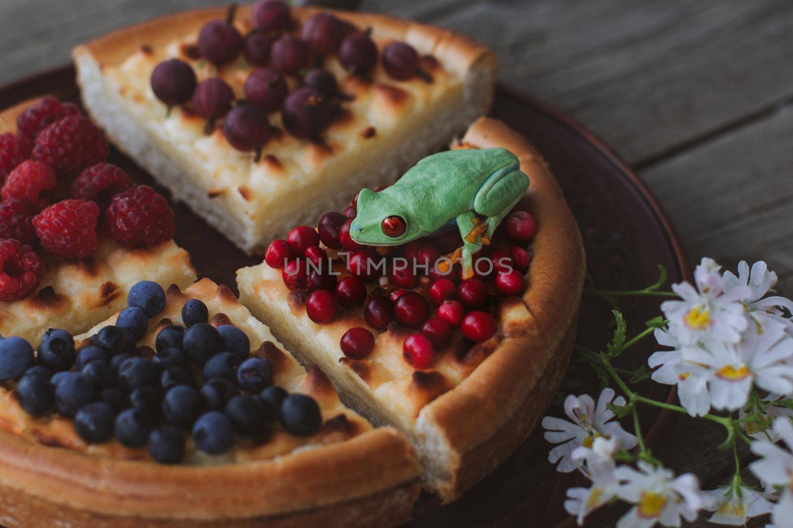 Red-eyed tree frog Homemade cheesecake Pie with berries On Wooden Background