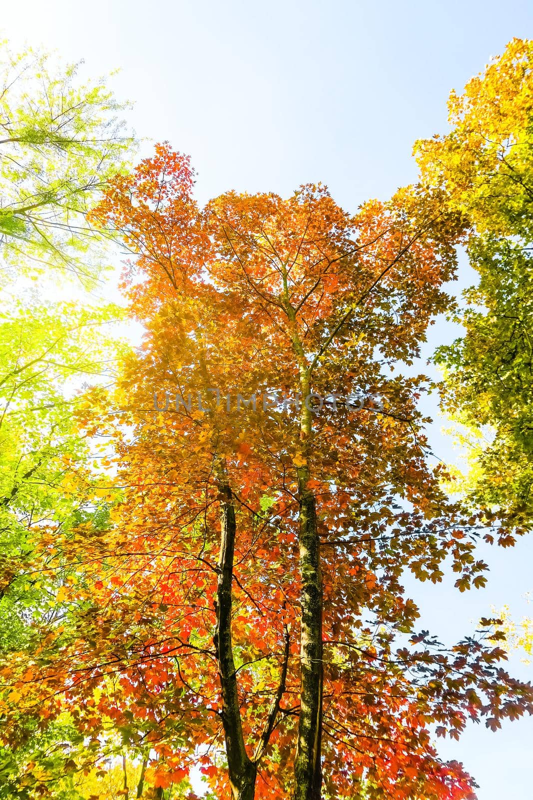 Autumn nature scene background, leaves and trees outdoors by Anneleven