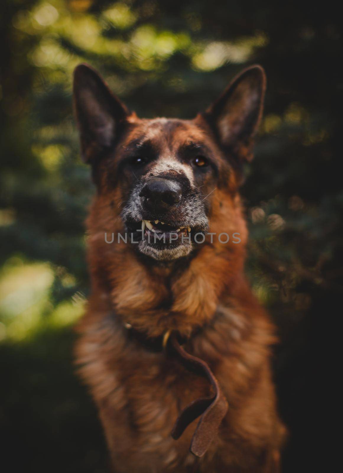 6 years old east-european shepherd dog in the field