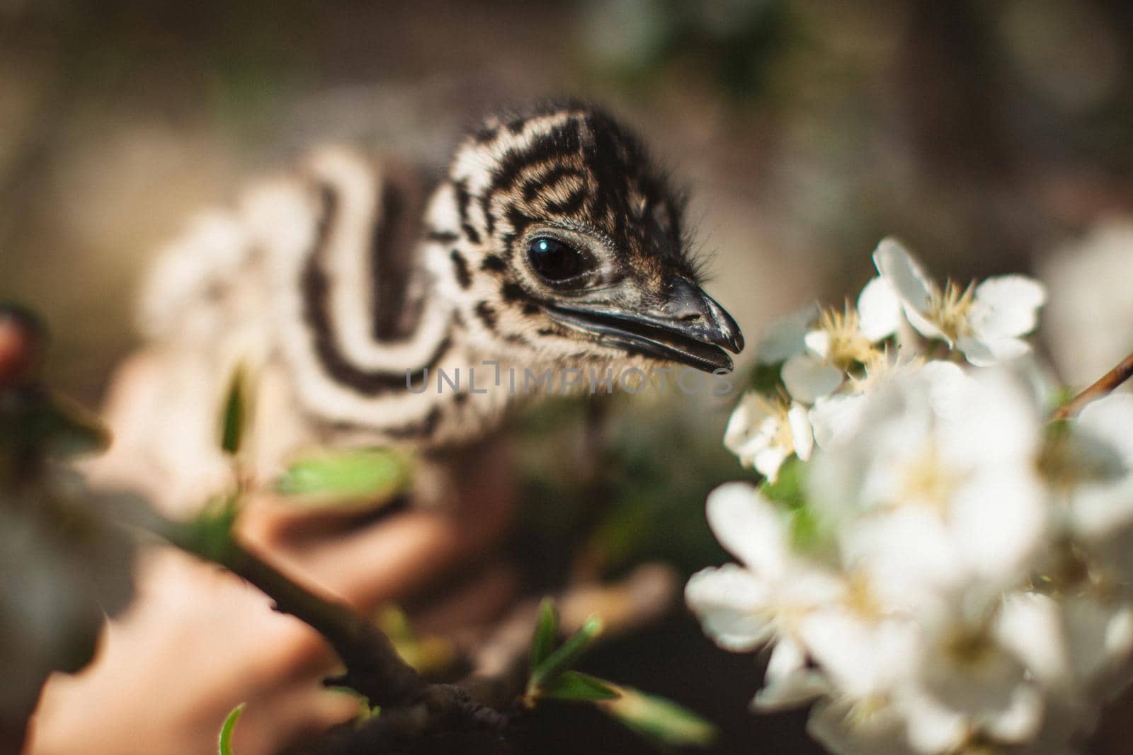 Portrait of little an african ostrich chick at zoo with flowers