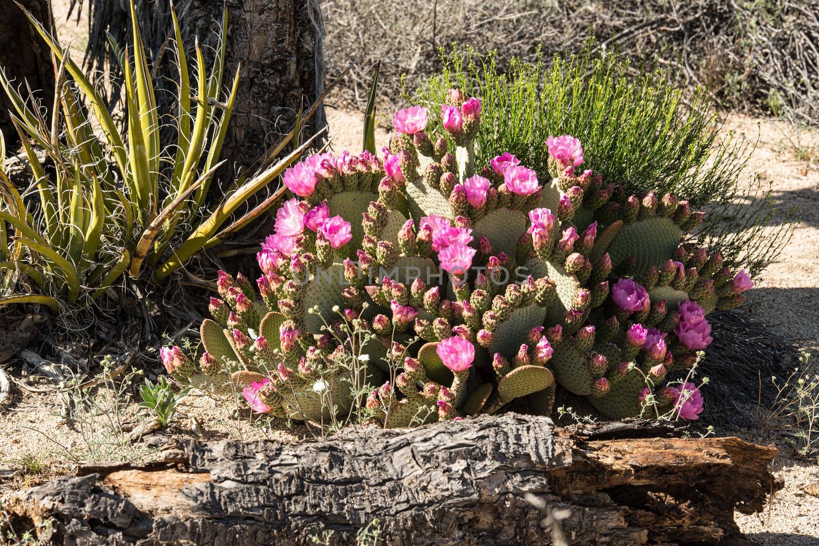 Blooming Desert Prickly Pear in flaming Pink by lisaldw